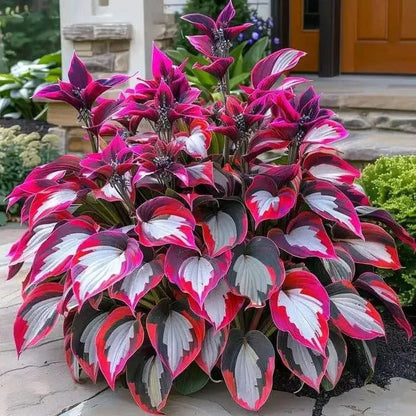 🌿Semillas de Hosta Coleus raras para jardines de sombra exuberantes