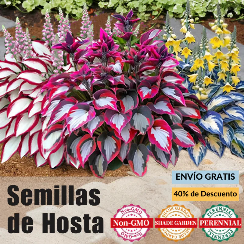 🌿Semillas de Hosta Coleus raras para jardines de sombra exuberantes