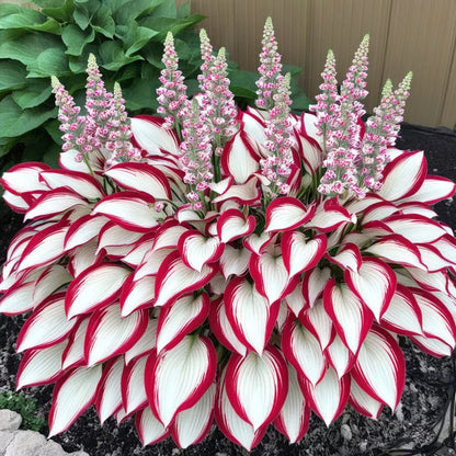 🌿Semillas de Hosta Coleus raras para jardines de sombra exuberantes