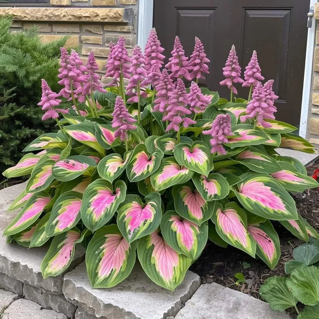 🌿Semillas de Hosta Coleus raras para jardines de sombra exuberantes