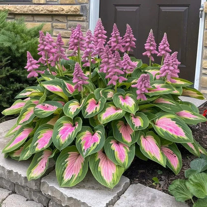 🌿Semillas de Hosta Coleus raras para jardines de sombra exuberantes