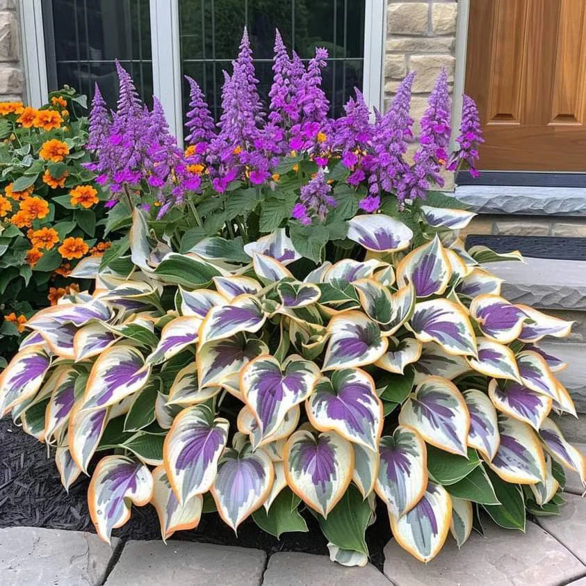 🌿Semillas de Hosta Coleus raras para jardines de sombra exuberantes